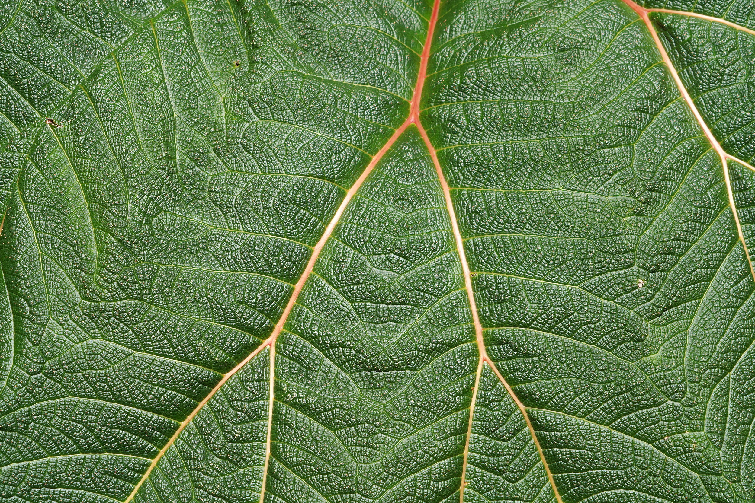 Costa Rica - Février 2025